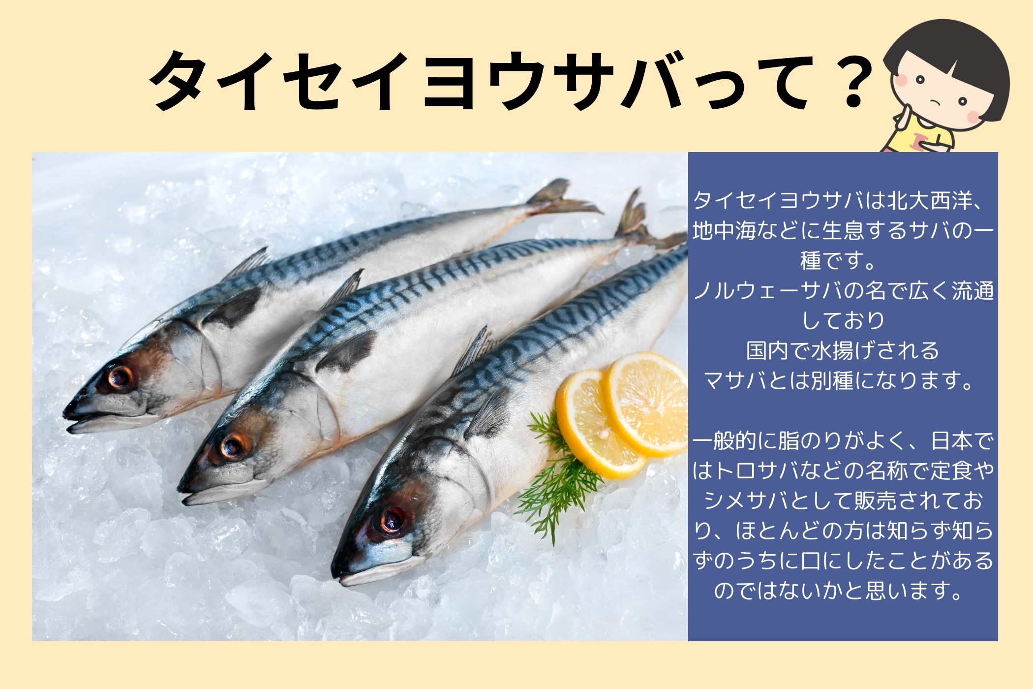 あいこちゃん大西洋サバ使用　鯖水煮食塩不使用　150g×24缶
